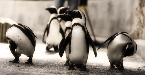 Nome:      penguins.png
Visitas:     879
Tamanho:  246,0 KB