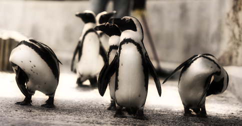 Nome:      penguins.png
Visitas:     960
Tamanho:  246,0 KB