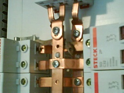 lagartixa torrada