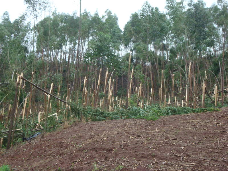 Local onde tem como ter uma idéia por onde passou o tornado,  a vegetação atraz não foi atingida!