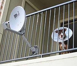 cachorro antena