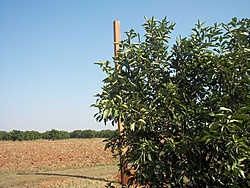 tn 100 3051