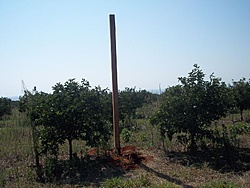 tn 100 3055