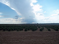tn 100 3095
