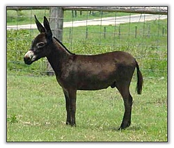 Clique na imagem para uma versão maior

Nome:	         burro-7787.jpg
Visualizações:	343
Tamanho: 	52,8 KB
ID:      	32059