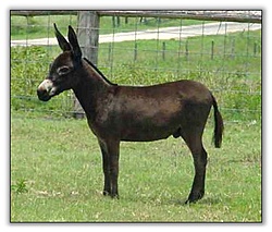 Clique na imagem para uma versão maior

Nome:	         burro-7787.jpg
Visualizações:	249
Tamanho: 	52,8 KB
ID:      	32059