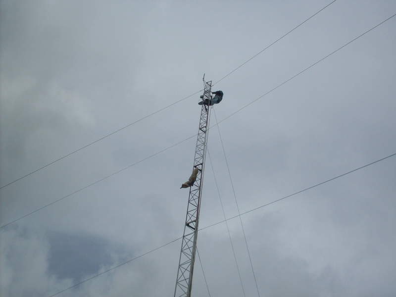 SDC17799