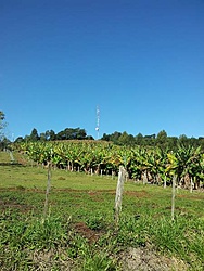 Uma foto de longe.