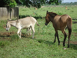 Clique na imagem para uma versão maior

Nome:	         DSC00121.jpg
Visualizações:	293
Tamanho: 	297,5 KB
ID:      	40513