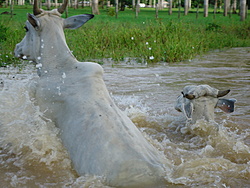 Clique na imagem para uma versão maior

Nome:	         DSC00650.jpg
Visualizações:	295
Tamanho: 	185,4 KB
ID:      	42845