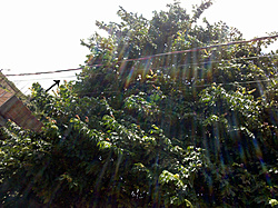 Clique na imagem para uma versão maior

Nome:	         IMG_20130326_130419.jpg
Visualizações:	280
Tamanho: 	300,1 KB
ID:      	43647