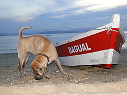 Sharpei e barquinho