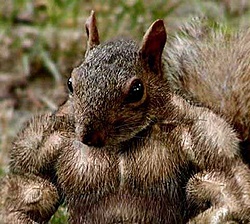 esquilo musculado