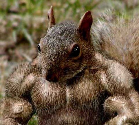 esquilo musculado