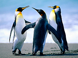 Clique na imagem para uma versão maior

Nome:	         Penguins.jpg
Visualizações:	360
Tamanho: 	759,6 KB
ID:      	60704