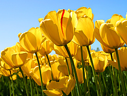 Clique na imagem para uma versão maior

Nome:	         Tulips.jpg
Visualizações:	230
Tamanho: 	606,3 KB
ID:      	60705
