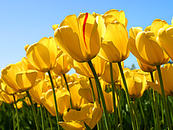 Clique na imagem para uma versão maior

Nome:	         Tulips.jpg
Visualizações:	342
Tamanho: 	606,3 KB
ID:      	60705