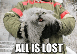 All Is Lost Cat